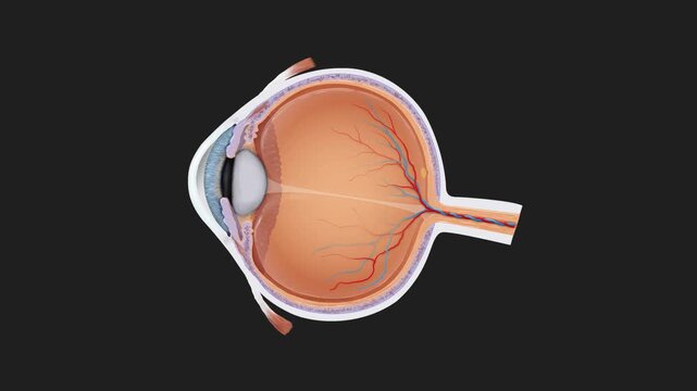 Human Eye Anatomy and Focusing Mechanism Animation Lens Accommodation, Retina Function, Light Refraction, Vision Science, Medical Education, 2D and 3D Visualization