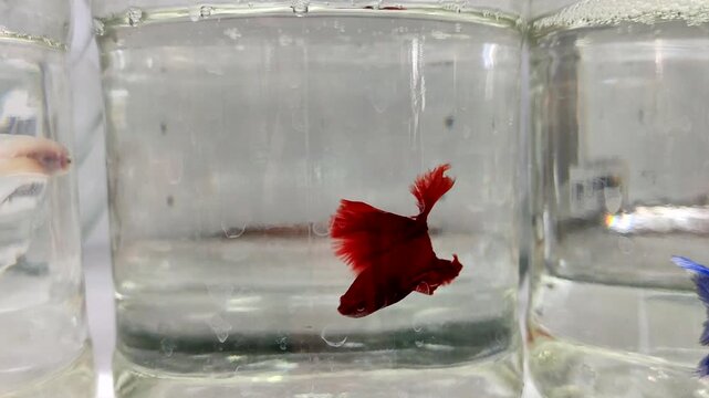 Red Betta fish swimming in a clear glass jar with water and bubbles