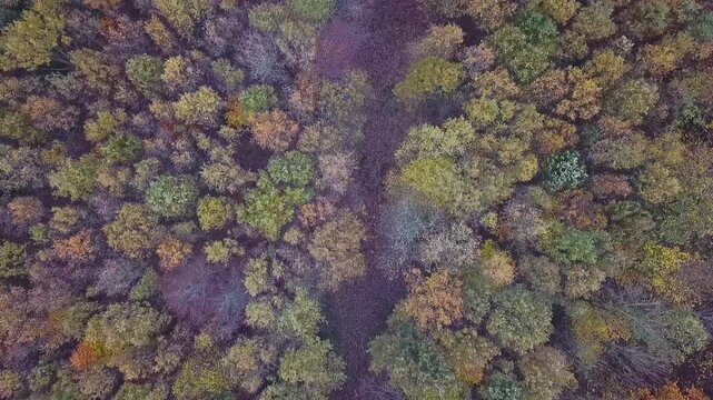 Flying over a colorful mixed woodland in late autumn, Europe