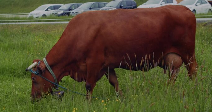 A brown cow with a bell grazes peacefully in a lush green field, with cars passing by on a road in the background.