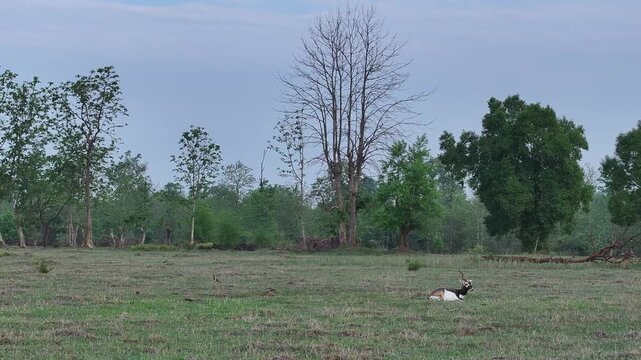 Black Buck in meadow