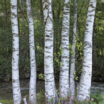 Birch Trees Standing Tall by a Serene River in Cerdanya, Catalonia