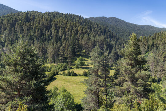 Explore the Beauty of Les Esposes Fir Forest in Cerdanya, Catalonia