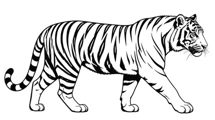 Fototapeta premium Tiger walking in profile view