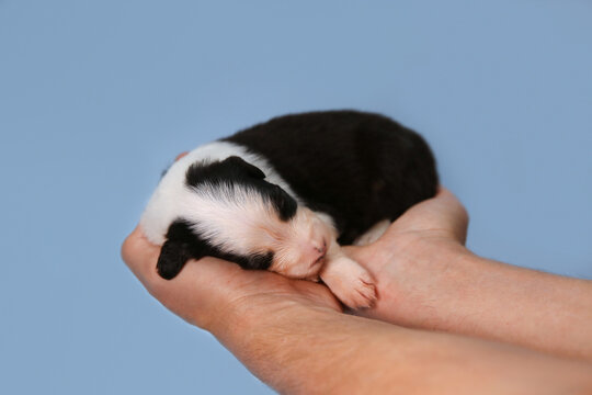  Newborn Australian Shepherd puppy (Aussie dog) lies safely in human hands on a blue backdrop. Cute close-up portrait symbolizing care, trust and fragility, for pets care banners and social posters 