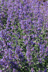 Obraz premium Flowering Nepeta dropmore plants in a garden during daytime in a sunny season