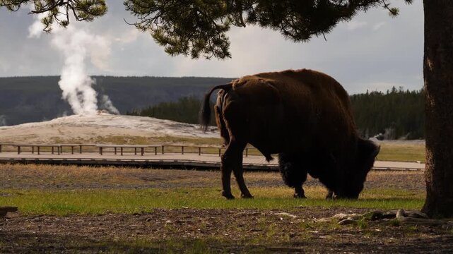American Bison Standing Near Old Faithful Geyser Yellowstone Prak Wyoming