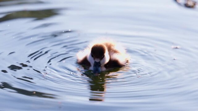 Charming duckling explores sparkling pond waters in sunlit afternoon