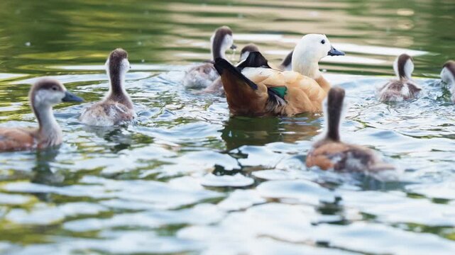 Ducks swimming joyfully with their fluffy ducklings in a serene pond on a sunny day