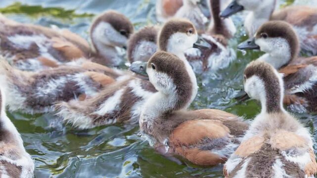 Adorable ducklings explore the tranquil waters of a scenic pond