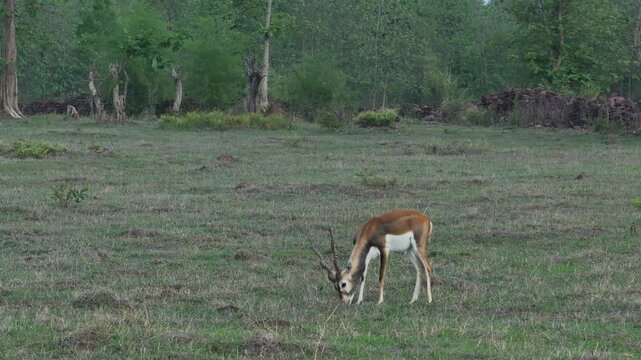 Young Black buck in the forest