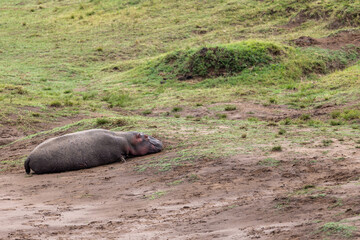 Hippopotamus rests on a muddy riverbank below a grassy slope - Masai Mara National Reserve, Kenya, African wildlife safari photography © TheStorygrapher