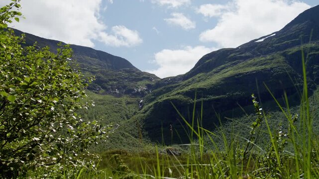Tall foreground plants frame a steep Sunnm&oslash;re fjell valley beneath scattered midday clouds in rural Norway.