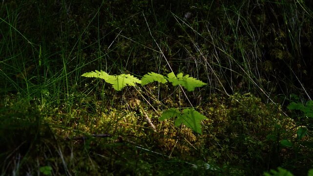 Young forest seedlings glow in a patch of sunlight on a mossy floor with dark grass and undergrowth surrounding them.