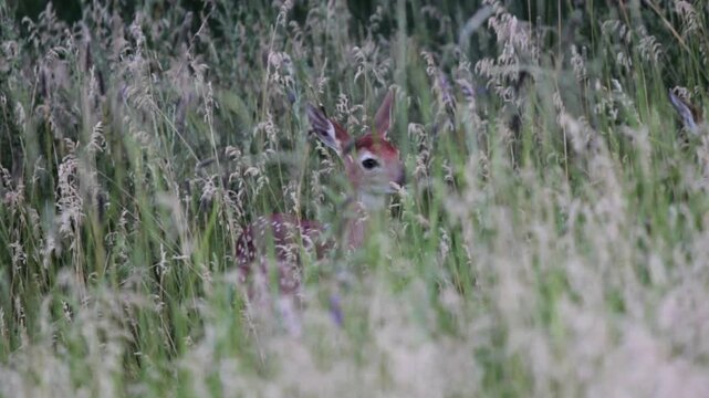 Close up shot of spotted whitetail fawn hiding in tall grass. Nervously, the young baby white-tailed deer stands alert with twitching ears in summer meadow, camouflaged in wild nature habitat.