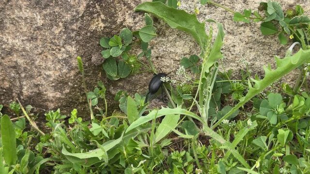 Slow motion close-up of a Blaps lusitanica beetle walking across green grass before attempting to climb a large rock, with surrounding plants making its ascent more difficult.