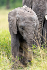 African elephant calf stands in the grass beside an adult - Masai Mara National Reserve, Kenya, African wildlife safari photography © TheStorygrapher