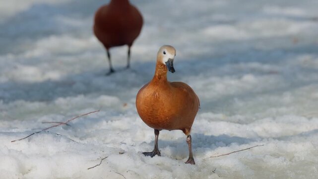 Graceful orange ducks exploring a snowy landscape amidst gentle winter sunshine