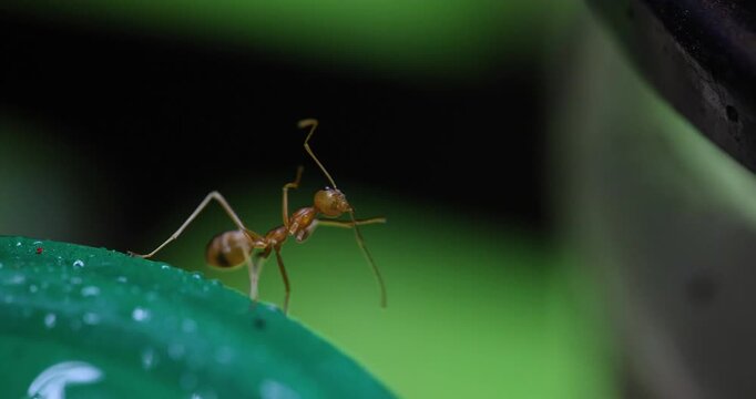 Dynamic: Wet weaver ant preening limbs on foliage; detailed macro of post-precipitation care.