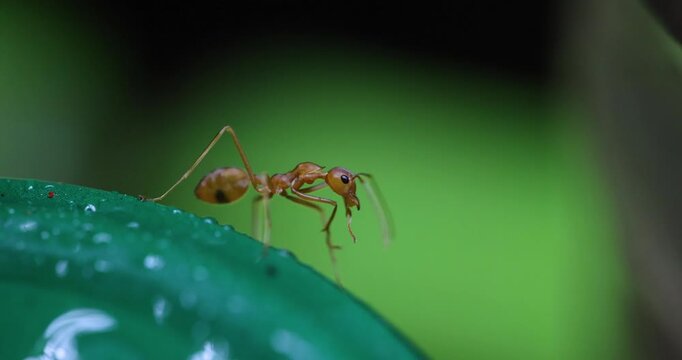 Red Weaver Ant grooming wet antennae post-rain; slow motion green bokeh monsoon macro