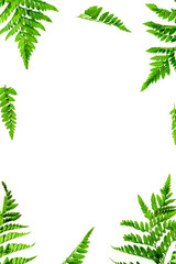 Obraz premium Spring background. Fresh green leaves frame on white background top view space for text