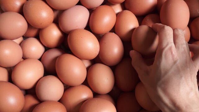 Hand putting eggs on the market