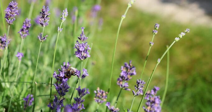 Fluffy bumblebee collecting nectar from blooming lavender flower on sunny day in green garden. Wild insect pollinating fragrant purple blossom in natural environment with soft warm daylight.