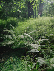Sunbeams shining through trees on green fern in forest © Valeriia