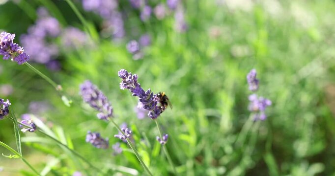 Fluffy bumblebee collecting nectar from blooming lavender flower on sunny day in green garden. Wild insect pollinating fragrant purple blossom in natural environment with soft warm daylight.