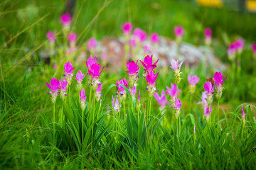 Obraz premium A field of vibrant pink or curcuma alismatifolia flowers blooming landscape photo in chaiyaphum thailand. Asia.