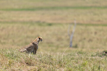 Cheetah sits in profile among savannah grasses and scans the open plain - Masai Mara National Reserve, Kenya, African wildlife safari photography © TheStorygrapher