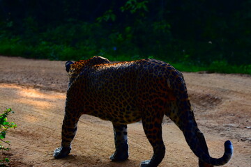 Giant Sri lankan leopard at last rays of evening sunset © Nuwantha