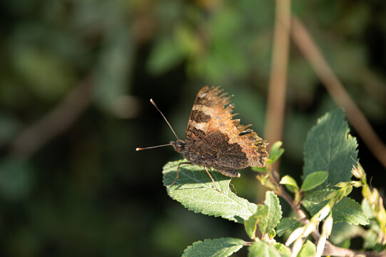 Large Tortoiseshell Butterfly (Nymphalis polychloros) Resting in Natural Habitat