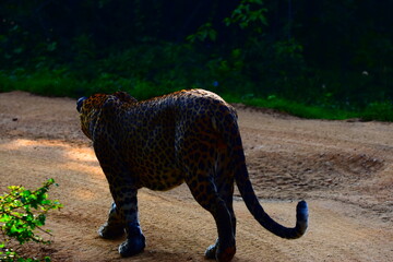 Giant Sri lankan leopard at last rays of evening sunset © Nuwantha