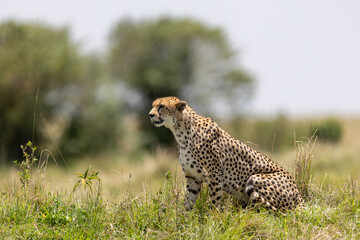 Cheetah sits upright in savannah grass scanning the plain - Masai Mara National Reserve, Kenya, African wildlife safari photography © theStorygrapher