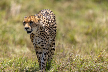 Cheetah walks forward through tall savannah grass with its head lowered - Masai Mara National Reserve, Kenya, African wildlife safari photography © TheStorygrapher