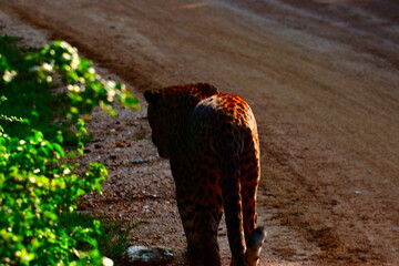 Giant Sri lankan leopard at last rays of evening sunset © Nuwantha