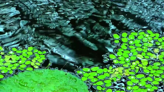 Floating Duckweed on Rippling Water Surface Close Up