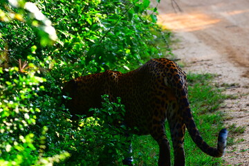 Giant Sri lankan leopard at last rays of evening sunset © Nuwantha