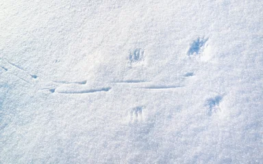 Bird footprints cross snow before wing marks indicate takeoff. Snow surface sparkles under winter daylight with delicate texture. Bird traces preserve fleeting moment across untouched landscape. © IgorZh