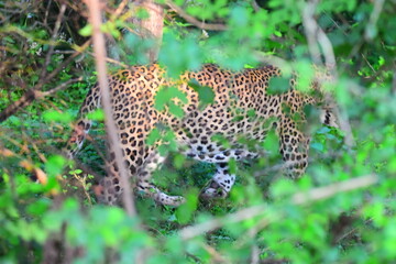 Giant Sri lankan leopard at last rays of evening sunset © Nuwantha