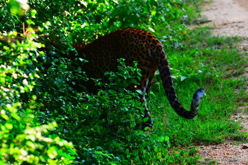 Giant Sri lankan leopard at last rays of evening sunset © Nuwantha