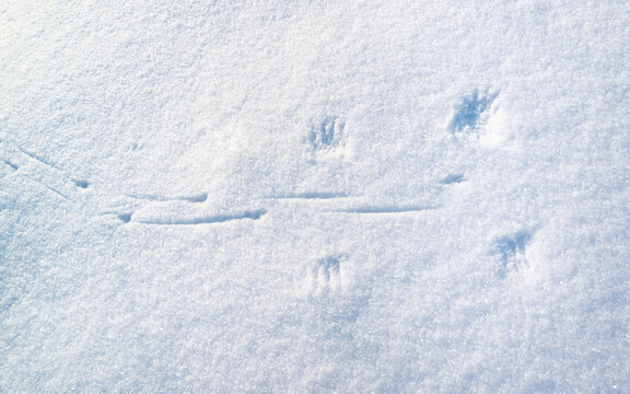 Bird footprints cross snow before wing marks indicate takeoff. Snow surface sparkles under winter daylight with delicate texture. Bird traces preserve fleeting moment across untouched landscape.