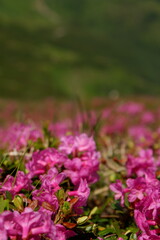 Obraz premium Beautiful soft-focus view of wild pink rhododendron flowers blooming in a meadow