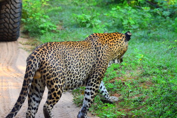 Giant Sri lankan leopard at last rays of evening sunset © Nuwantha