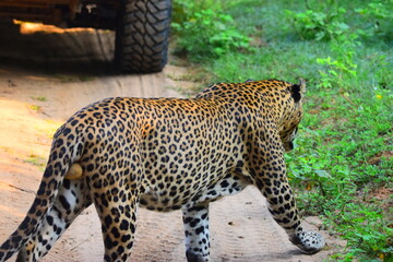 Giant Sri lankan leopard at last rays of evening sunset © Nuwantha