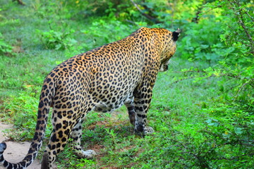 Giant Sri lankan leopard at last rays of evening sunset © Nuwantha
