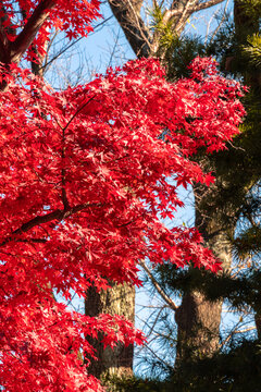 Beautiful autumn maple tree leaves with orange and red foliage against blue sky.