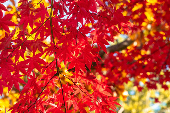 Beautiful autumn maple tree leaves with orange and red foliage against blue sky.