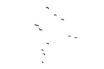 Naklejka premium Flock of Flying Wild Ducks Black Silhouette PNG Cutout on Transparent Background, Bird Design Element